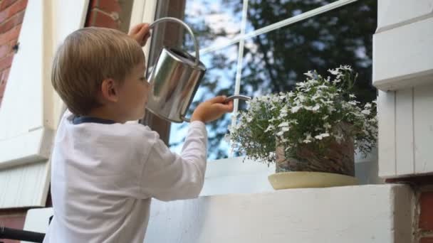小さな男の子は、ポットにじょうろ花に水をまきます。女の子が窓から彼を見上げる — ストック動画