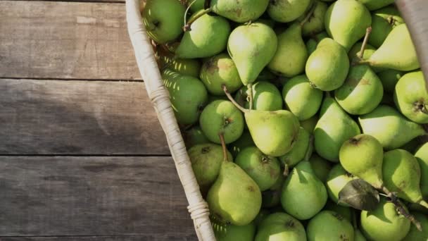 Collecting harvest pears. pears in a wicker basket — Stock Video