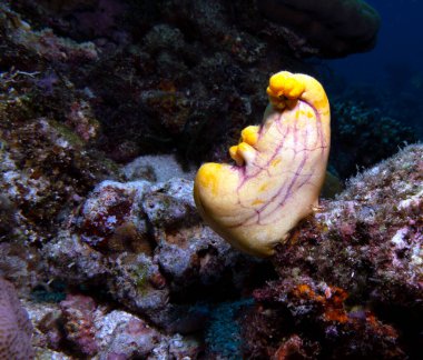 Polycarpa Aurata Öküz Kalbi Ascidian Boracay Adası Filipinleri olarak da bilinir.