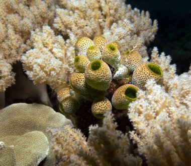 Sığ bir resif Boracay Adası Filipinlerinde sert deniz fışkırır.