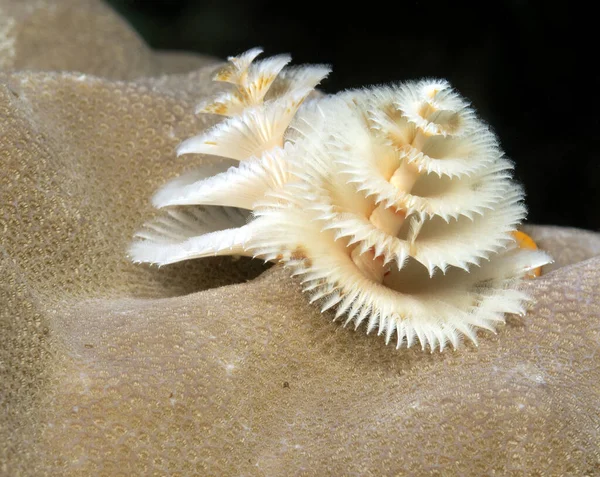 Beyaz bir Noel ağacı solucanı sığ bir resif Boracay Adası Filipinlerinde