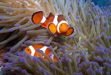 Boracay Adası Filipinlerinde bir çift sahte palyaço anemonisi.