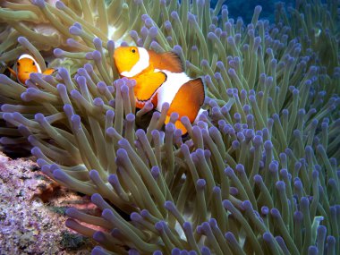 Boracay Adası Filipinlerinde bir çift sahte palyaço anemonisi.