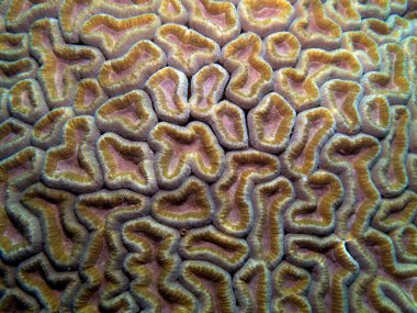 Lobophyllia mercanı, sığ Boracay Adası Filipinleri 'nde Lobo mercanı olarak da bilinir.