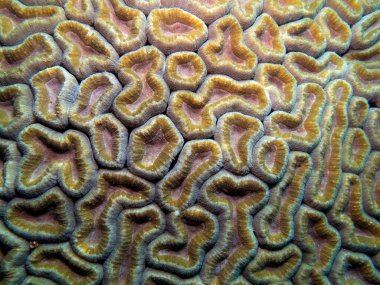 Lobophyllia mercanı, sığ Boracay Adası Filipinleri 'nde Lobo mercanı olarak da bilinir.