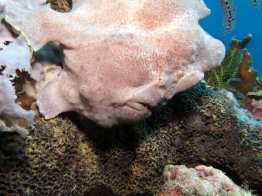 Boracay Adası Filipinleri 'nde kamufle olmuş Kurbağa Balığı' na yakın plan.