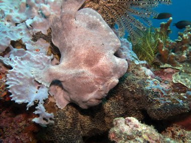 Boracay Adası Filipinleri 'nde kamufle olmuş gri bir kurbağa balığı.