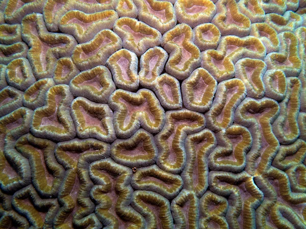 Lobophyllia mercanı, sığ Boracay Adası Filipinleri 'nde Lobo mercanı olarak da bilinir.