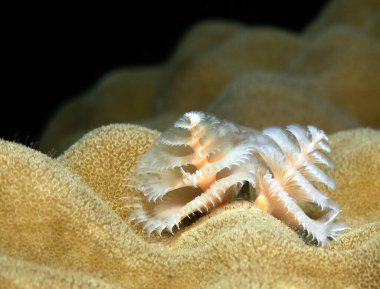 Beyaz bir Noel ağacı solucanı sığ bir resif Boracay Adası Filipinlerinde