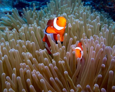 Boracay Adası Filipinlerinde bir çift sahte palyaço anemonisi.