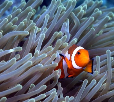 Sahte bir palyaço anemonik Boracay Adası Filipinleri