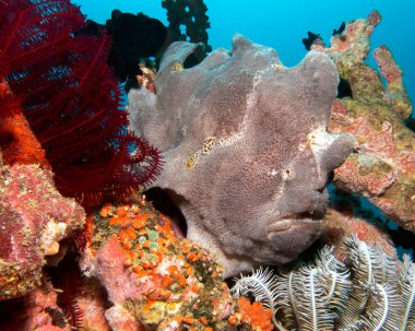 Mercanlar üzerinde yürüyen gri kurbağa balığı Boracay Adası Filipinleri