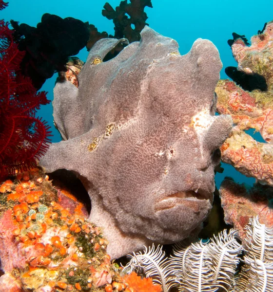 Mercanlar üzerinde yürüyen gri kurbağa balığı Boracay Adası Filipinleri