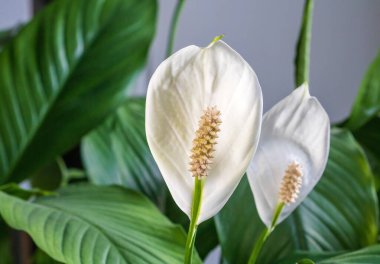 A stunning close-up view of a pristine white flower from a spathiphyllum houseplant, showcasing its delicate petals and vibrant green leaves, perfect for nature and home decor themes.