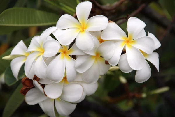 하와이의 frangipani 꽃 — 스톡 사진