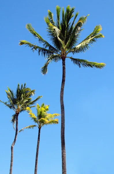 Tres palmeras Imagen De Stock