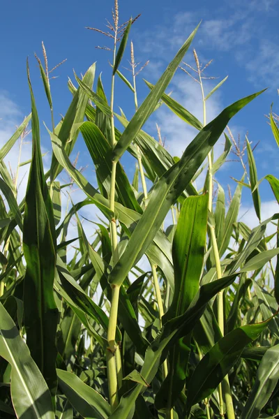 Tallos de maíz y cielo azul — Foto de Stock