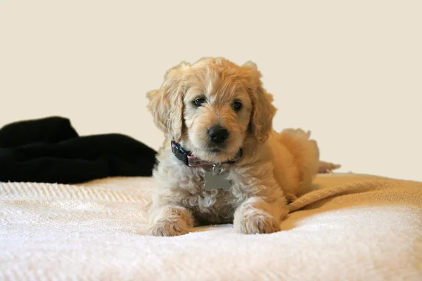 Goldendoodle cachorro perro en la cama Fotos De Stock