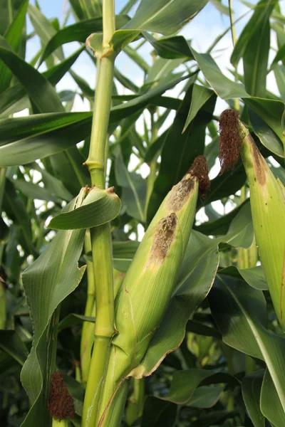 Corn Stalk De cerca — Foto de Stock