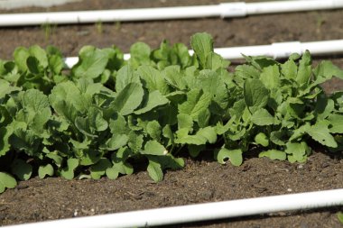 Yeni Bahçe büyüme