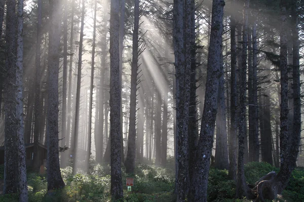 Napsugarak az erdőben — Stock Fotó