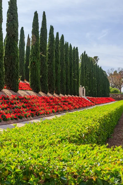 Decorative fence of green bushes, geraniums and rows of trees — Stock Photo, Image