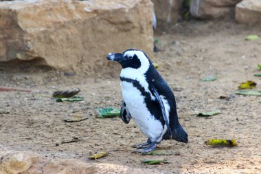 Afrika penguen yavaş yavaş deniz kıyısı yürür