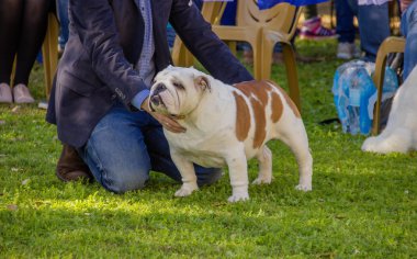 İngilizce bulldog köpek gösterisinde onun sahibi ile poz