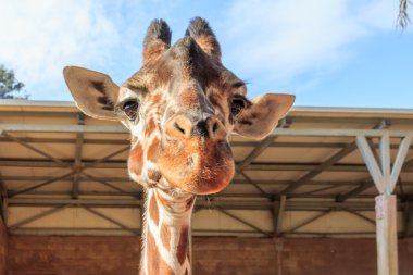 Bir zürafanın kafası.