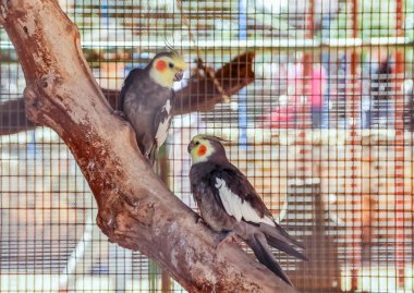 ağaç üzerinde oturan iki papağan