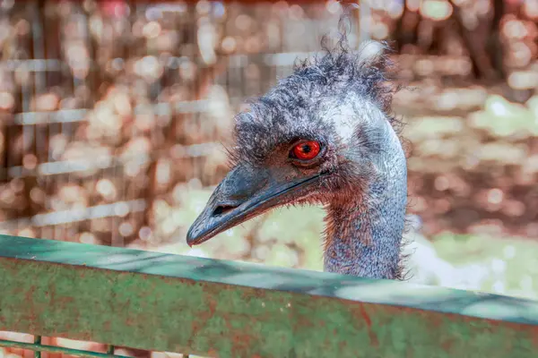 Foto close-up kepala burung unta — Stok Foto