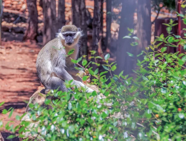 Macaco sentado em uma rocha na floresta de manhã cedo — Fotografia de Stock