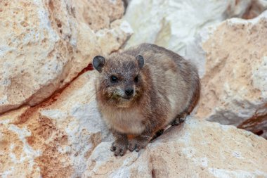 Rosh Hanikra, İsrail için bir kayanın üzerine oturmuş dağ tavşan