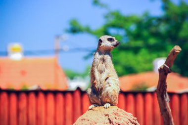 meerkat standing on the hill and looking to the side clipart