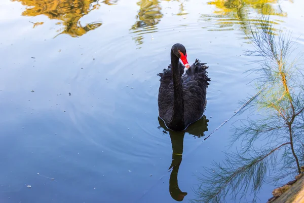 Cisne preto nadando em uma lagoa — Fotografia de Stock
