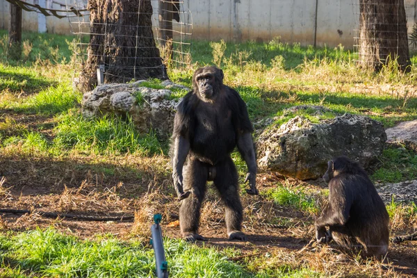 Ramat Gan'ın Hayvanat Bahçesi "Safari", İsrail kafesinde şempanze lider — Stok fotoğraf
