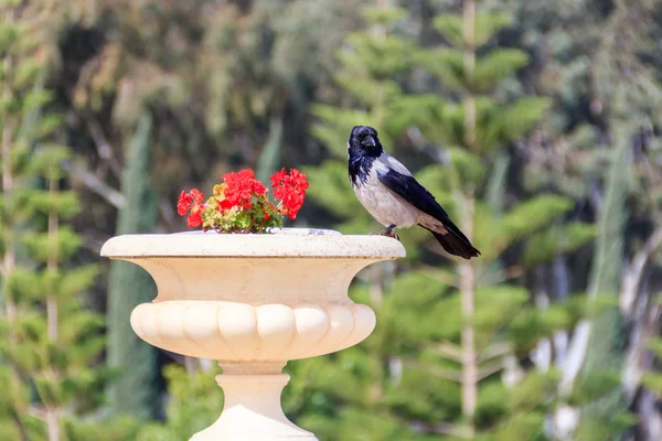 Raven sitting on a flowerpot with geraniums in the city park — Stock Photo, Image