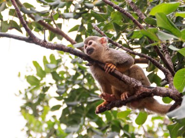 Sincap maymun Saimiri ağaç dal bir doğa rezerv