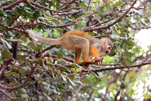 Squirrel monkey Saimiri on a tree branch in a nature reserve — Stock Photo, Image