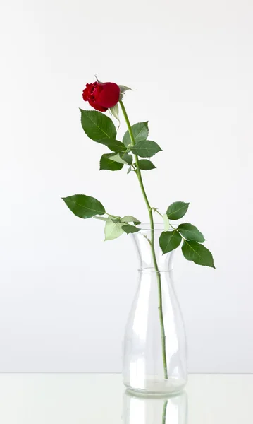 bud of red rose is in a vase