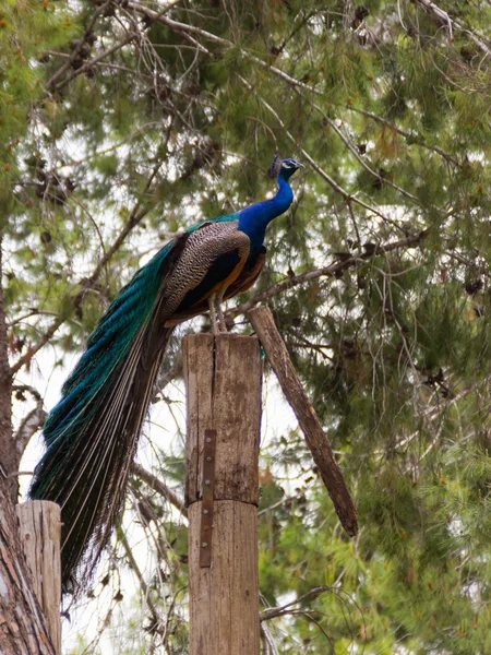 Ağaç felling üzerinde oturan peacock — Stok fotoğraf