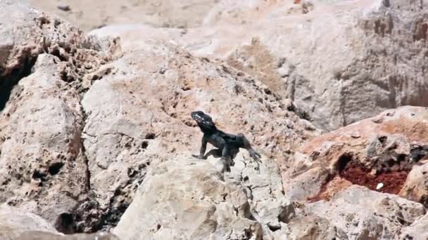 Schwarze Eidechse sonnt sich auf den Felsen in der Sonne und rennt dann davon — Stockvideo