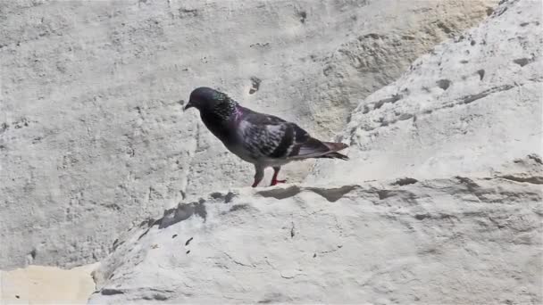 Rock pigeon walks over the white rock — Stock Video