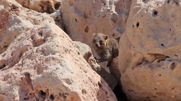 Piccolo cucciolo di coniglio di montagna seduto tra le rocce a Rosh Hanikra, Israele — Video Stock