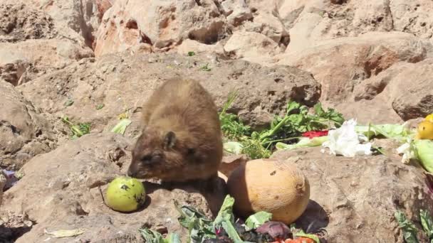 Berg konijn eten in een plaats die bestemd is voor het voederen in Rosh Hanikra, Israël — Stockvideo