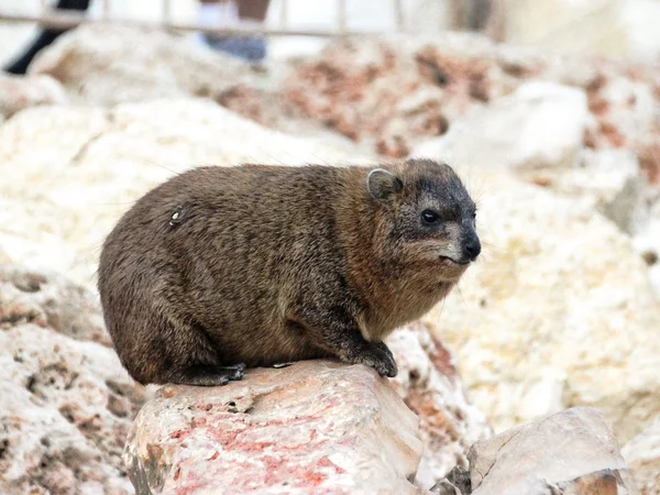 岩の上に座って山ウサギ — ストック写真