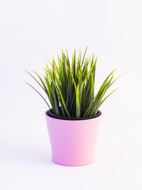 Beyaz arka plan üzerinde pembe bir tencerede yeşil plastik çiçek