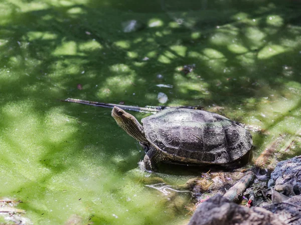 Marsh turtle crawled out of water and basking in sun — Stock Photo, Image