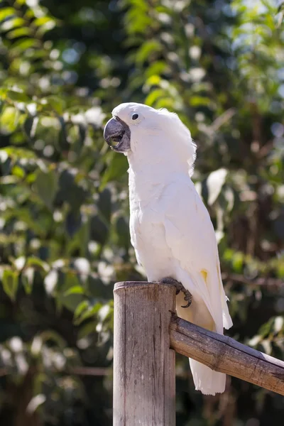 Perroquet blanc assis sur la colonne de bambou — Photo