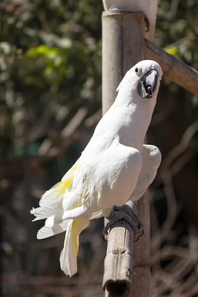 Loro blanco sentado en la columna de bambú — Foto de Stock